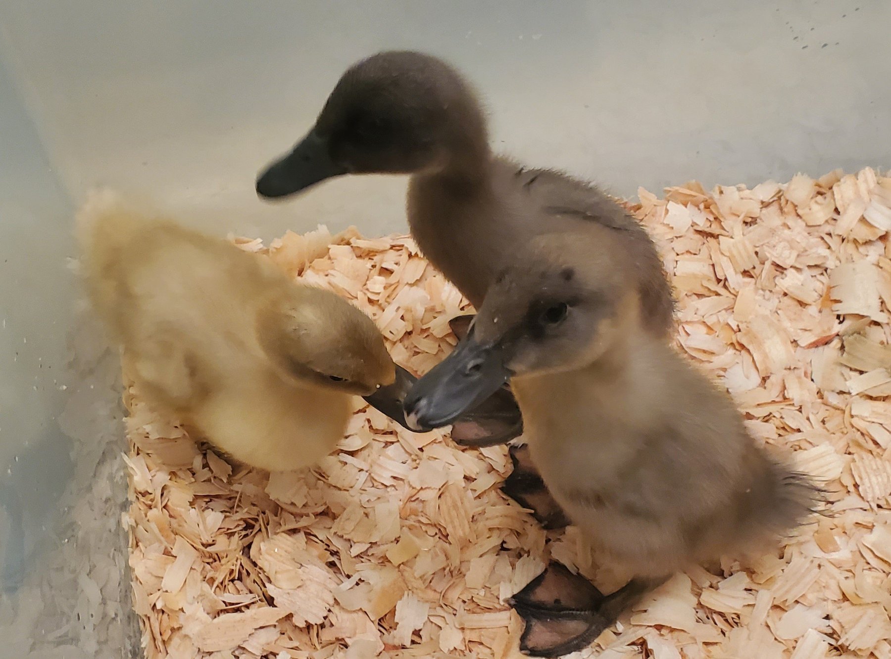 Summit Leon ducklings on straw