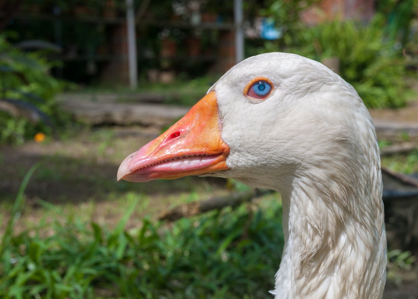 Toulouse Goose Meat