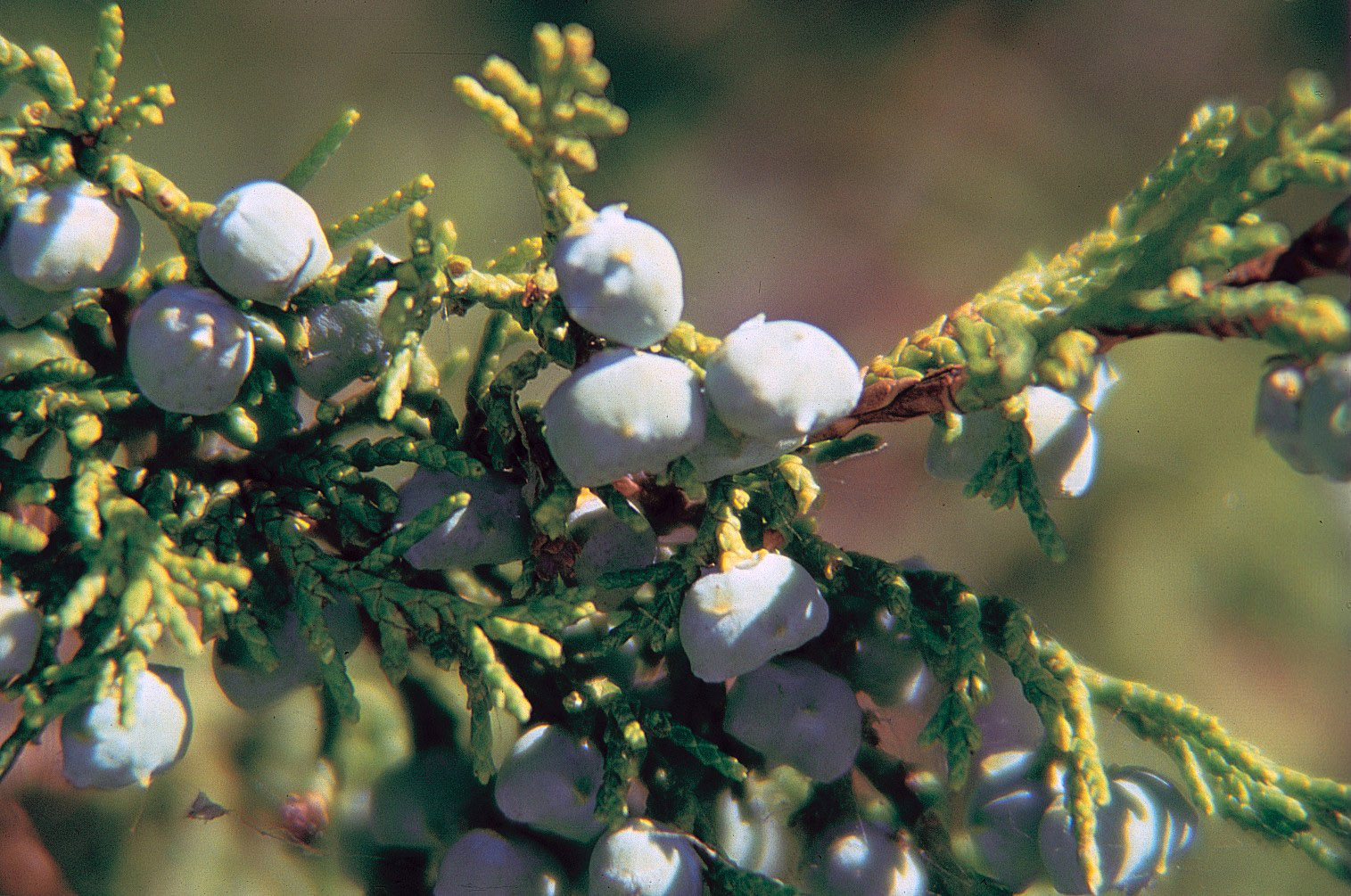 Rocky Mountain Juniper Berry
